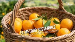 The sustainable method to produce more oranges - TvAgro by Juan Gonzalo Angel