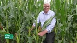 Growing corn in Prahova without irrigation! 07/13/2026