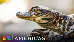Tom Hanks Narrates Baby Gators vs. Great Blue Heron | The Americas | NBC
