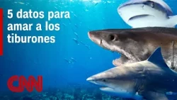 5 Shark Facts That Will Change How You See Them