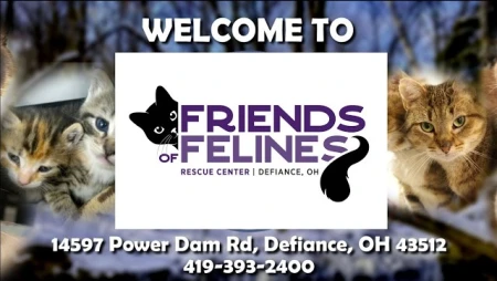 Friends of Felines Rescue Center Cat Cam