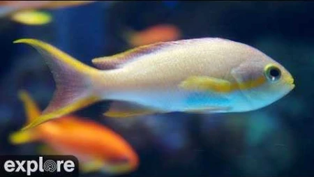Aquarium of the Pacific Coral Reef
